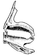 Dientes_ dentex.jpg